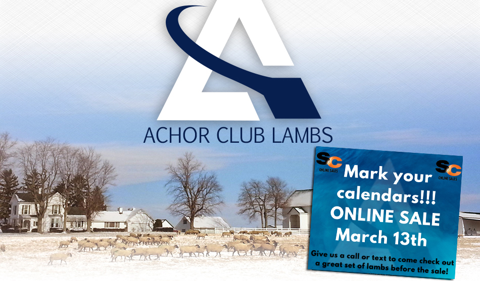 Achor Club Lambs