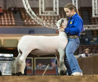 Achor Club Lambs Winners