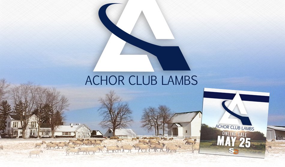 Achor Club Lambs