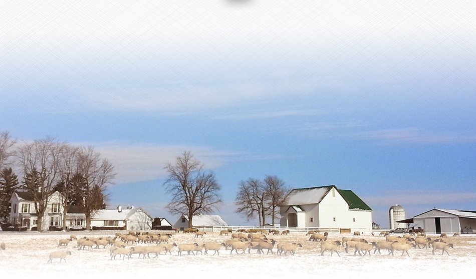 Achor Club Lambs